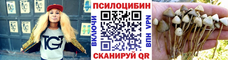 Купить где  Калтан  Галлюциногенные грибы Cubensis 